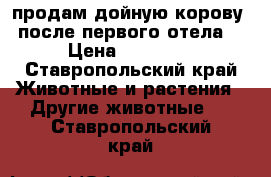 продам дойную корову. после первого отела. › Цена ­ 40 000 - Ставропольский край Животные и растения » Другие животные   . Ставропольский край